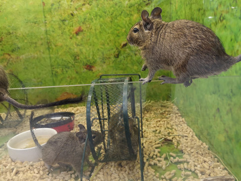 Group of chinchillas in a pet shop playing with each other in transparent cage.