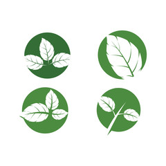 Set Leaf Mint Logo Template vector symbol