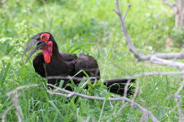 African Ground Hornbill Moremi National Parc Botswana
