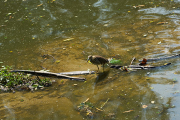 Bird walks in shallow water steam for find fish food to eat in nature