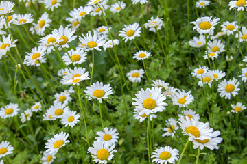 Fototapeta premium Ox-eye daisy flowers blooming in the garden