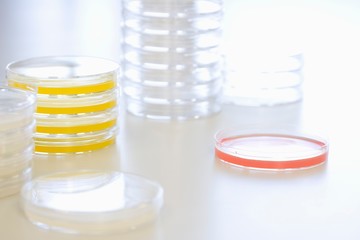 Petri Dishes On Table