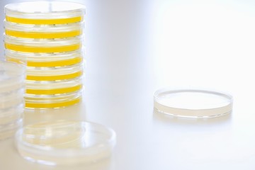 Petri Dishes On Table