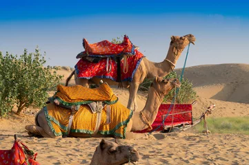  Camels, Camelus dromedarius, are large, even-toed desert animals with one hump on its back. Two camels with traditioal dresses, are waiting for tourists for camel ride at Thar desert,Rajasthan, India. © mitrarudra