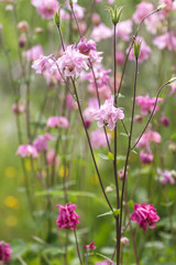 Aquilegia pink flowers in the springtime garden