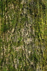Tree bark texture