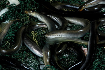 fresh lamprey on table with green fisherman's net and old wooden background