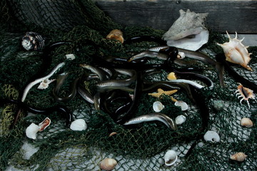 fresh lamprey on table with green fisherman's net and old wooden background
