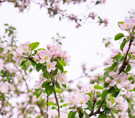 Blooming apple tree. Light pink spring flowers.