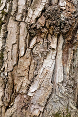 Tree bark texture