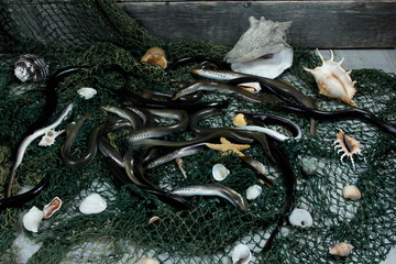fresh lamprey on table with green fisherman's net and old wooden background
