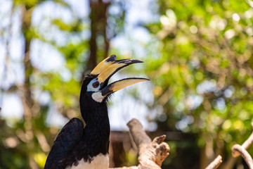 Colorful Wreathed Hornbill Bird sitting on the branch. Bali sland, Indonesia