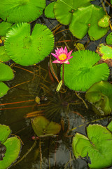 a water lily in the pond with vivid green leaves and deep roots under water
