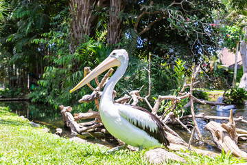View at Australian pelicans in Bali bird park.