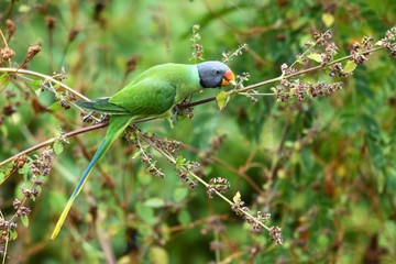 bird on a branch parrot