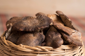fresh wild mushrooms, collected in a basket, on a table with checkered tablecloth