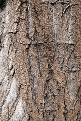 Tree bark texture