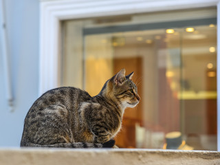 Cute cat with fashion shop background