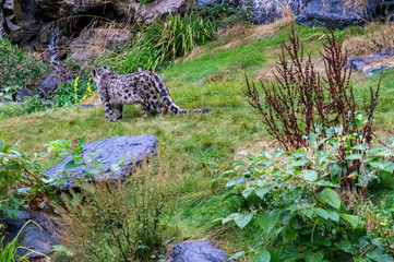 Snow leopard seen from behind