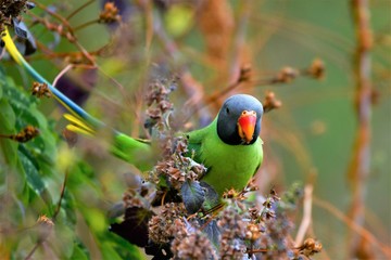 parrot, beautiful bird shows some beautiful colors of nature