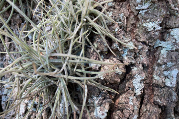 anthill in the forest