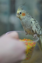 pet bird on food dish