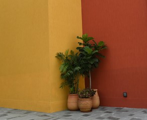 potted green plants with a red-and-orange wall background
