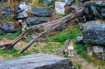 Fototapeta na wymiar Snow leopard looking on the side