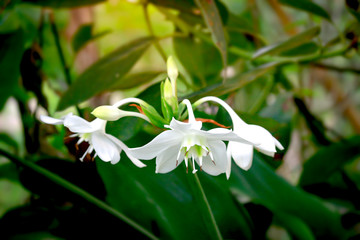 Amazon lily, Eucharis lily, Eucharis grandiflora, beautiful white flowers of a tropical plant with green leaves blooming in summer garden