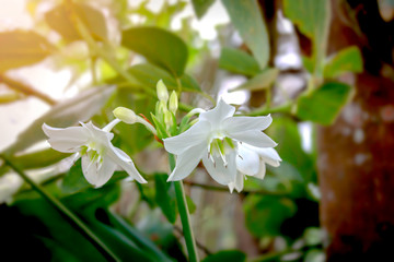Amazon lily, Eucharis lily, Eucharis grandiflora, beautiful white flowers of a tropical plant with green leaves blooming in summer garden