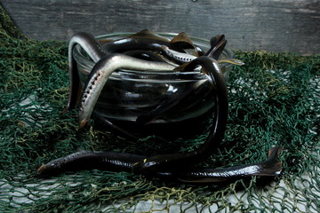 fresh lamprey in glass bowl on table with green fisherman's net and old wooden background