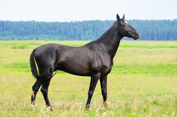Black akhal-teke stallion posing in summer field