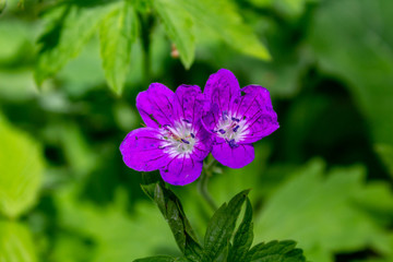 purple flower