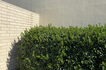 green ivy on brick wall