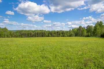 Fototapeta premium field of green grass and blue sky