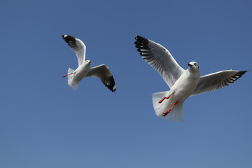 There are 2 seagull bird in flying action at Bang Pu, Thailand on the white background and cliping path.