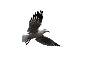 Seagull bird in flying action at Bang Pu, Thailand on the white background and cliping path.