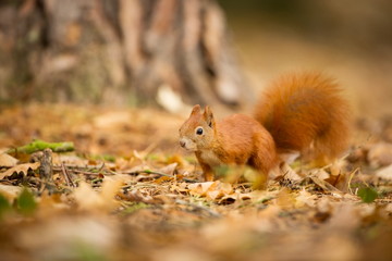 Squirrel. The squirrel was photographed in the Czech Republic. Squirrel is a medium-sized rodent....
