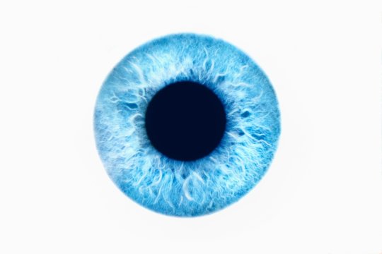 Blue Eye On White Background