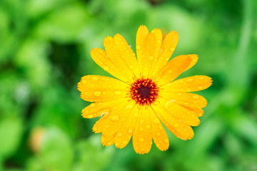 Summer Garden Orange flowers. Calendula flowers with drops of dew on petals.