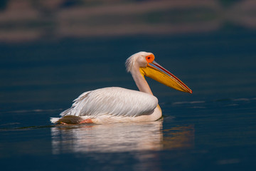 Pelican swimming in the blue water