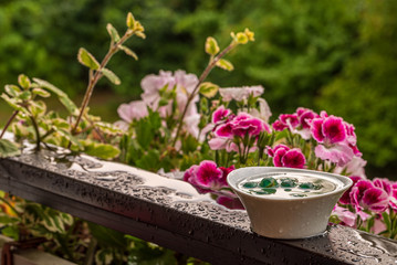 Bienenbad mit Murmeln und Wasser auf einer Balkonbrüstung nach Regenschauer