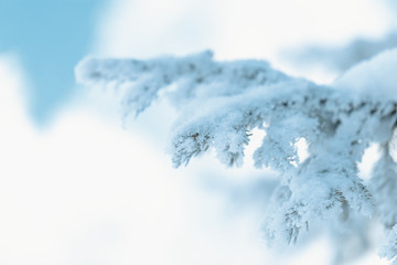 Branches of blue spruce is covered with frost