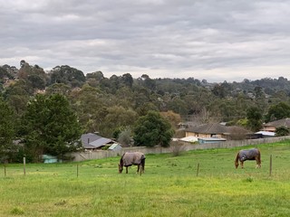 Horses in a suburban paddock