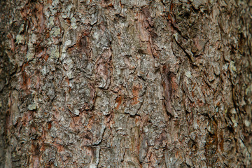 Detail of the bark of a pine in Oiartzun. Gipuzkoa