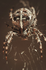 cross spider macro