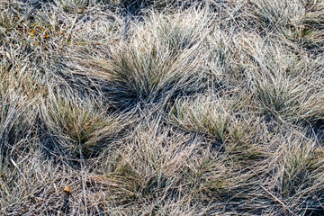 frosty grass background