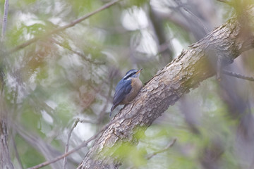 nuthatch on branch