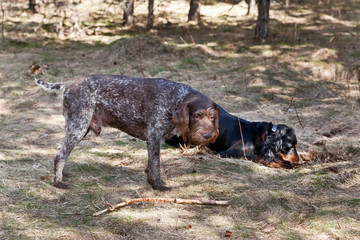 Drathaar and Gordon Setter in a spring sunny forest