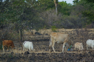 Ongole cattle is an indigenous cattle breed that originates from Prakasam District in the state of...